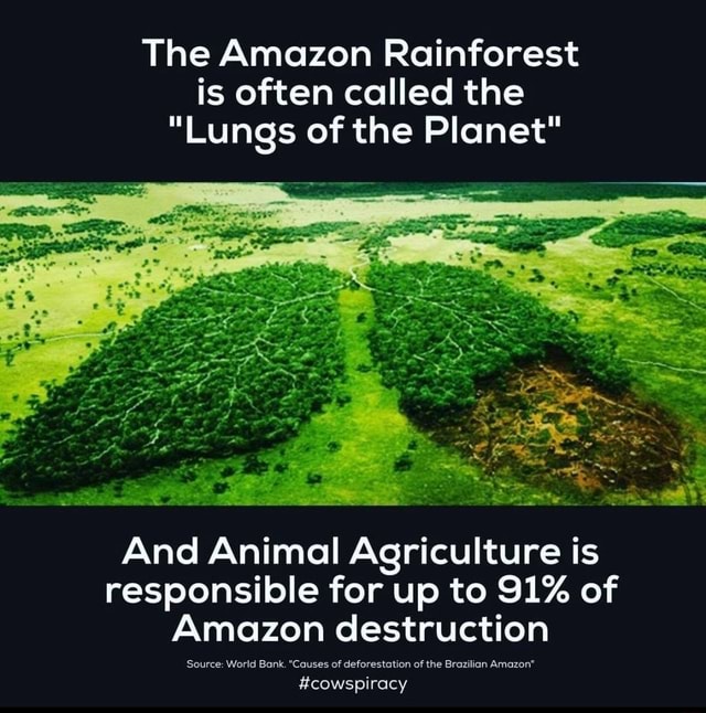 The Amazon Rainforest is often called the "Lungs of the And