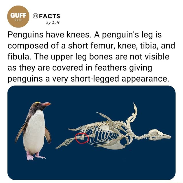 FACTS by Guff Penguins have knees. A penguin's leg is composed of a