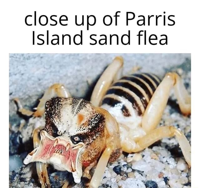 Close up of Parris Island sand flea iFunny