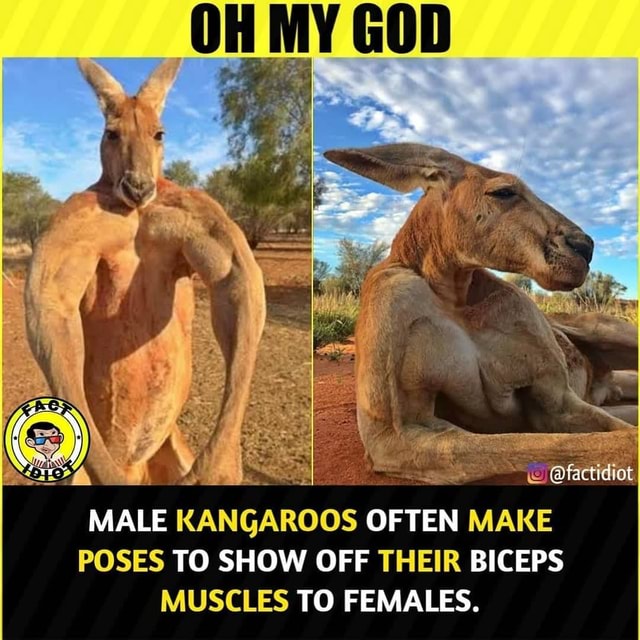 Male Kangaroos Often Make Poses To Show Off Their Biceps Muscles To Females Americas Best 0191