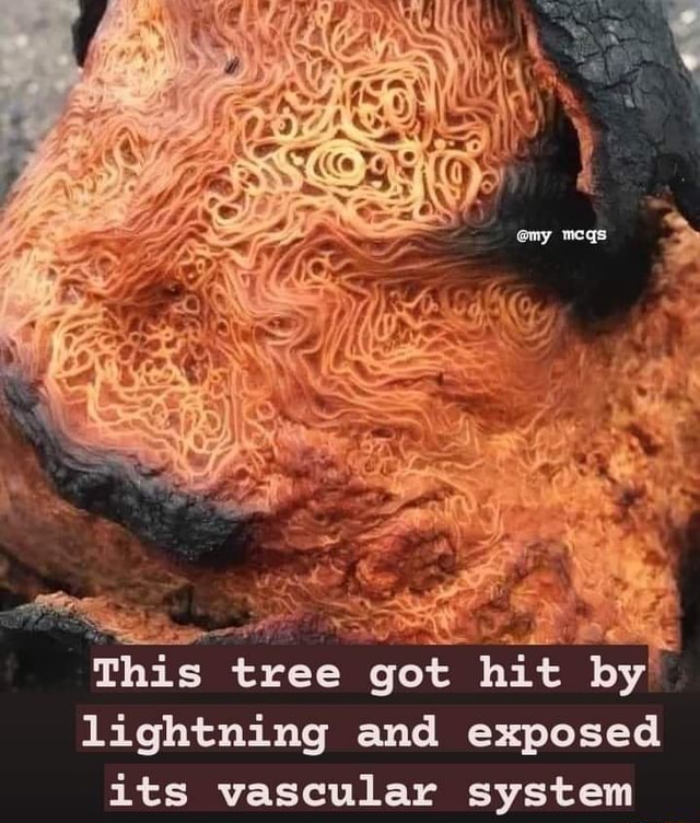 My Megs This Tree Got Hit By Lightning And Exposed Lee Vaccular Ifunny 