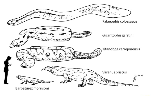 Palaeophis colossaeus v Titanoboa cerrejonensis - iFunny