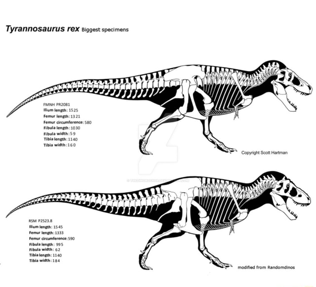 Tyrannosaurus rex Biggest specimens FMNH PR2081 Mium length: 1525 Femur ...