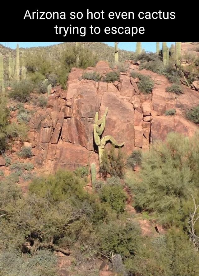 Arizona So Hot Even Cactus Trying To Escape Ax Ifunny 8299