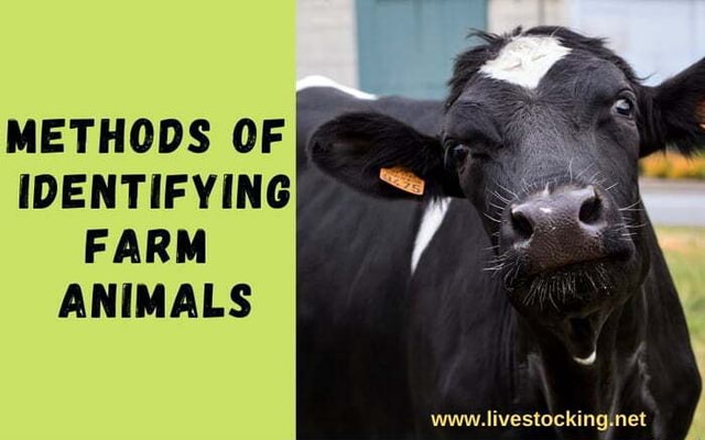 METHODS OF IDENTIFYING FARM ANIMALS 