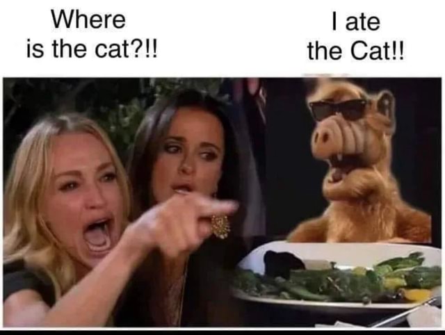 Where is the cat?!! - iFunny