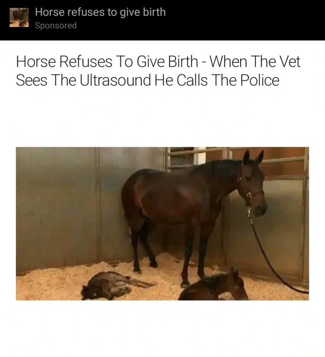 Horse refuses to give birth Sponsored Horse Refuses To Give Birth