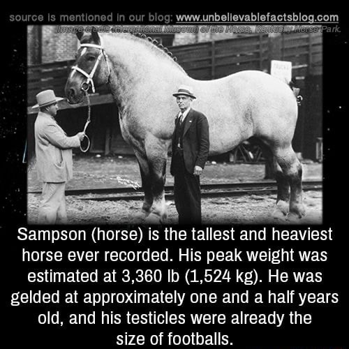 Www com Sampson (horse) is the tallest an heaviest horse ever recorded ...