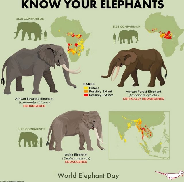 KNOW YOUR ELEPHANTS SIZE COMPARISON SIZE COMPARISON RANGE Extant ...