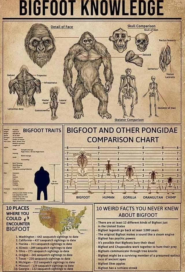 BIGFUOT KNOWLEDGE Oetail of Face Skull Comparison 'Skull of man BIGFOOT ...