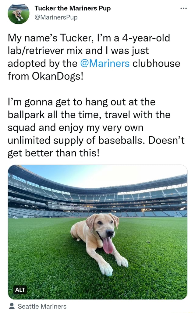 Tucker the Mariners Pup (@MarinersPup) / X