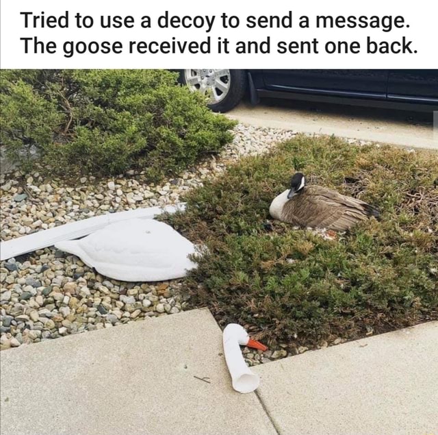 Tried to use a decoy to send a message. The goose received it and sent ...