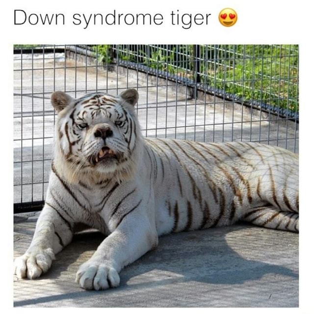 Down Syndrome Tiger E Ifunny