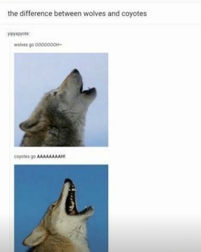 The difference between wolves and coyotes - iFunny