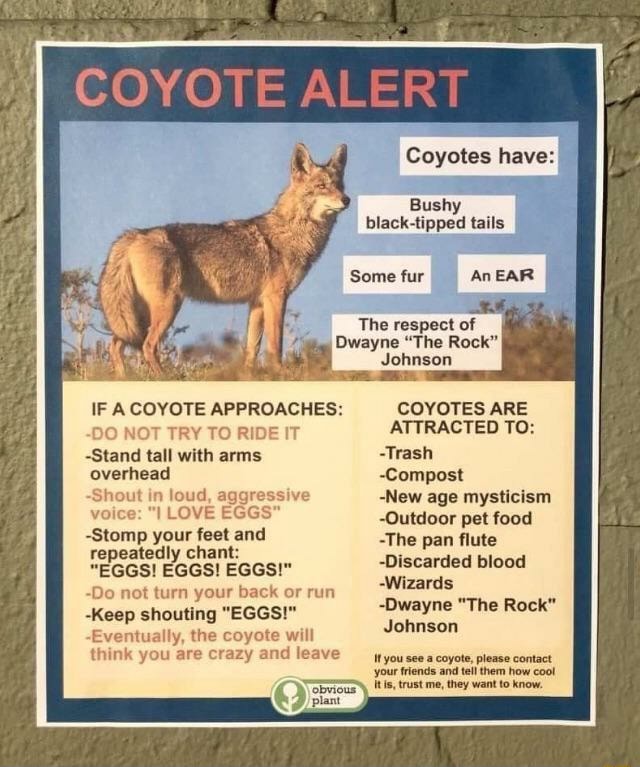 COYOTE ALERT Coyotes Have: Bushy Black-tipped Tails Some Fur The ...