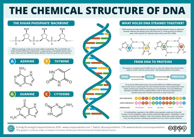 dna sugar phosphate backbone covalent bond