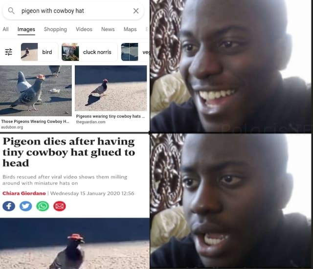 Pigeon with cowboy hat cluck norris Images Pigeons wearing tiny cowboy hats Wearing Cowboy H