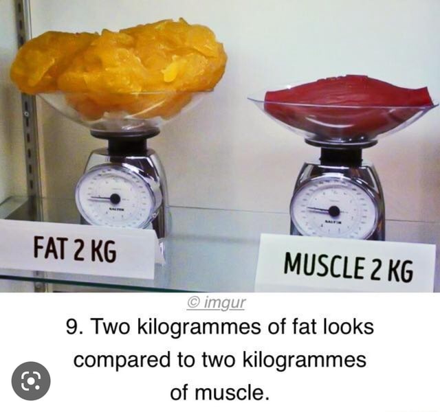 MUSCLE 2 KG imgur 9. Two kilogrammes of fat looks compared to two ...