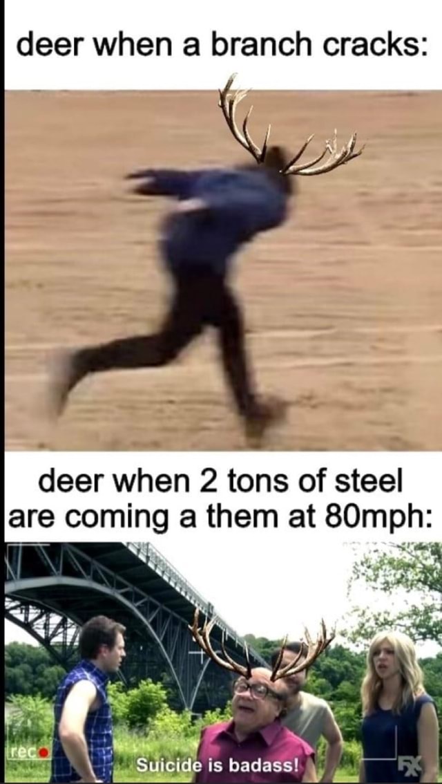 Deer when a branch cracks: deer when 2 tons of steel are coming a them ...