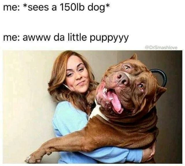 Me: *sees a 150Ib dog* me: awww da little puppyyy - iFunny