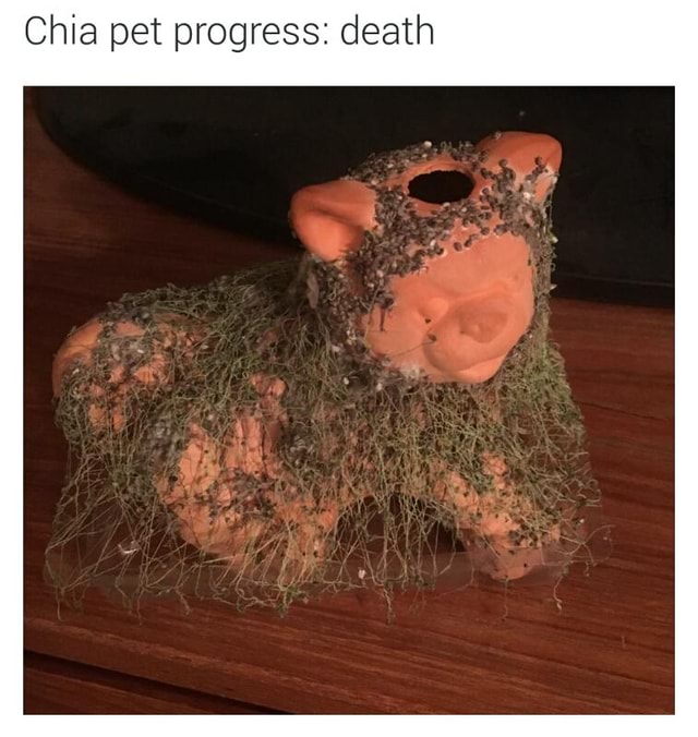 Chia pet progress death )