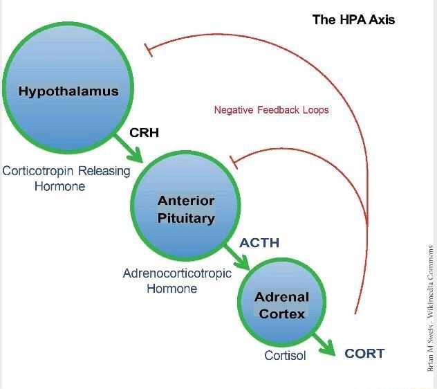 The HPA Axis Negative Feedback Loops Corticotropin Releasing Hormone ...