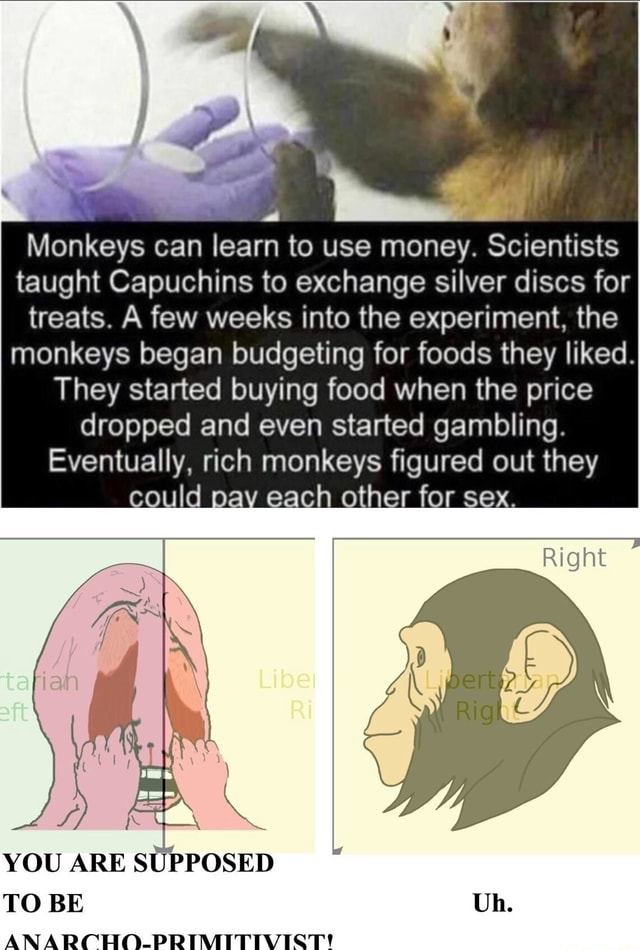 capuchin monkey money experiment