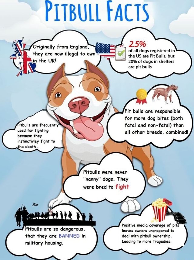 PITBULL FACTS Originally from England, 2.5 of all dogs registered in they are now illegal to