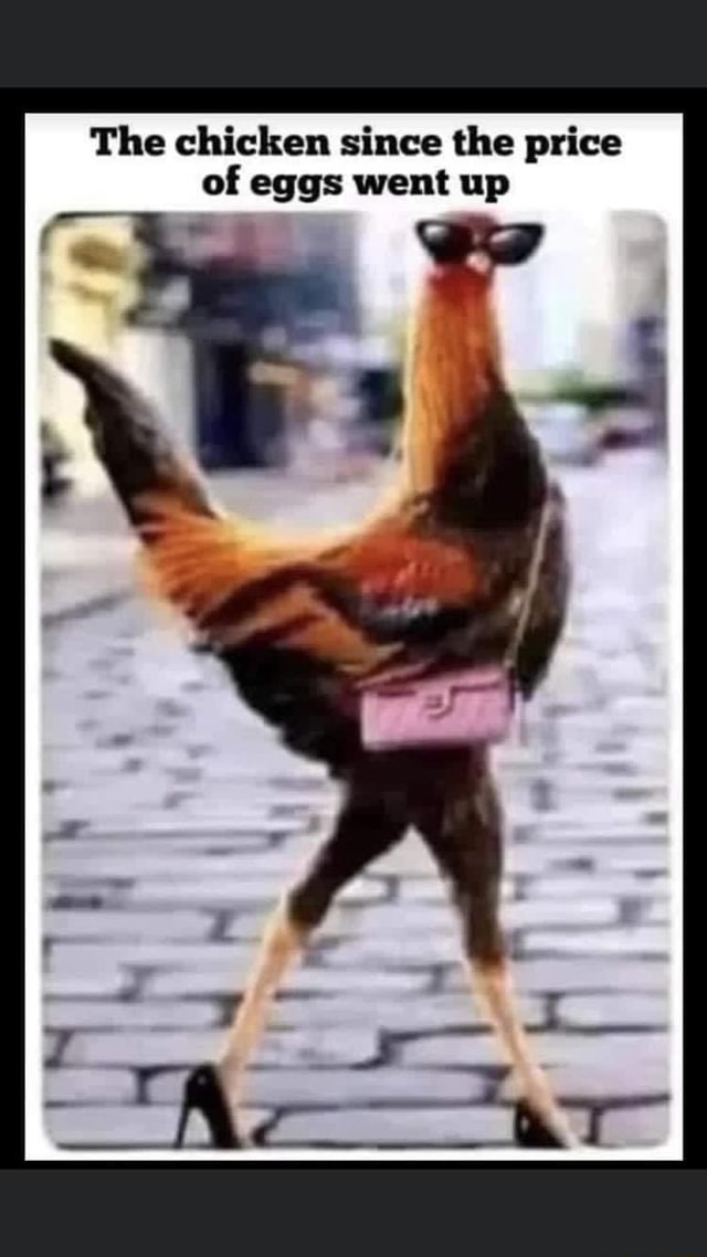 The chicken since the price of eggs went up at iFunny