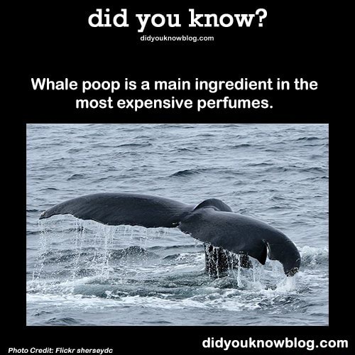 Did you know? Whale poop is a main ingredient in the most expensive