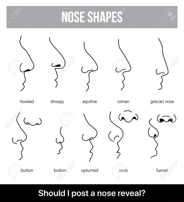 NOSE SHAPES hooked droopy aquiline roman grecian nose button button