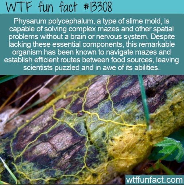 Wt Fun Fact Physarum Polycephalum A Type Of Slime Mold Is Capable Of Solving Complex Mazes And 5718