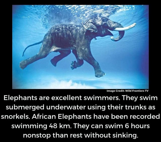 Elephants are excellent swimmers. They swim submerged underwater using