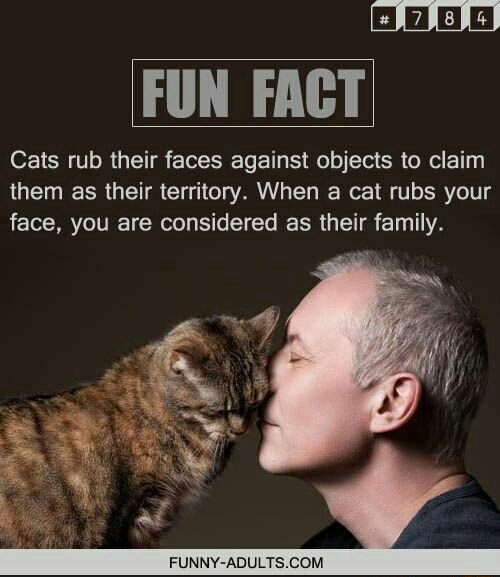 FUN FACT Cats rub their faces against objects to claim them as their