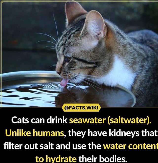 FACTS.WIKI Cats can drink seawater (saltwater). Unlike humans, they