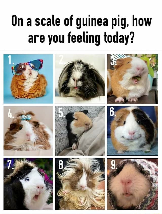 On A Scale Of Guinea Pig How Are You Feeling Today IFunny