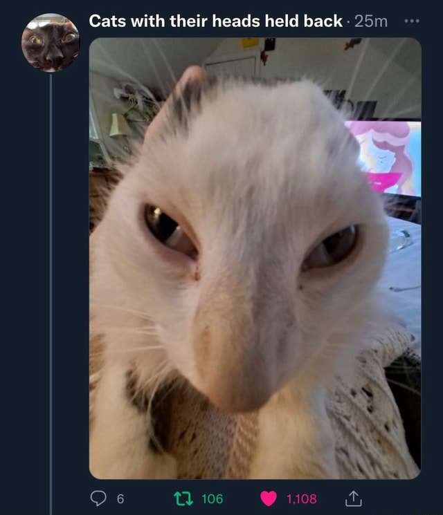 Cats with their heads held back 106 CS iFunny