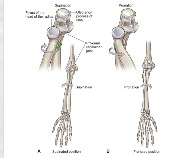 Supination Pronation Olecranon process of Fovea of the head of the ...