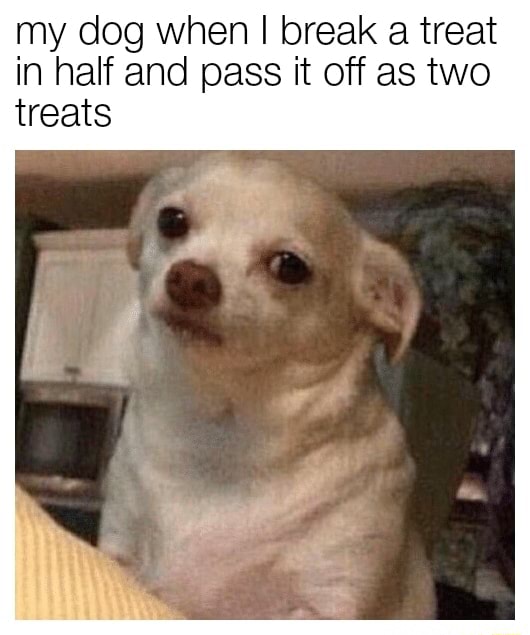 My Dog When I Break A Treat In Half And Pass It Off As Two Treats