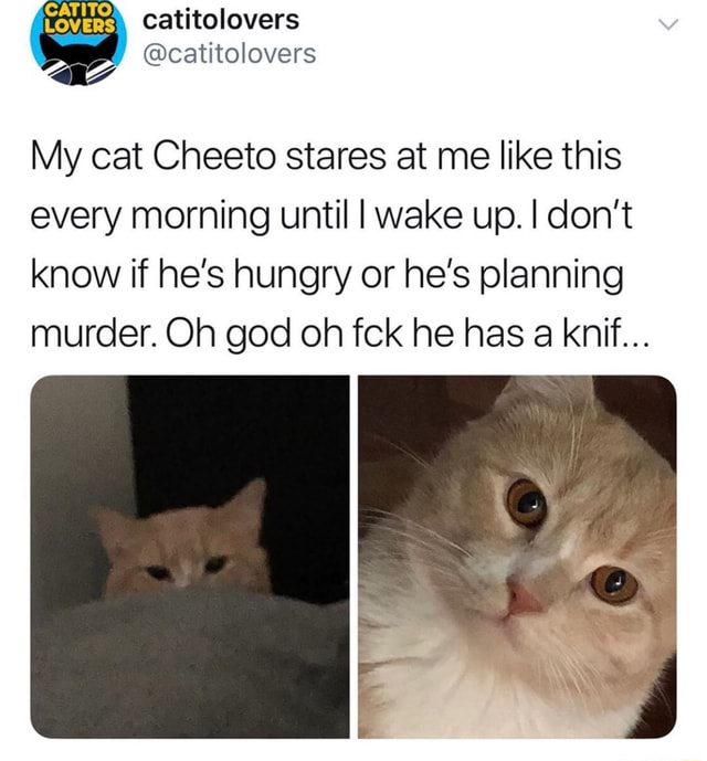 My cat Cheeto stares at me like this every morning until Iwake up. I