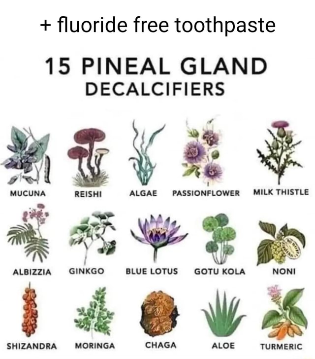 + fluoride free toothpaste 15 PINEAL GLAND DECALCIFIERS ALGAE