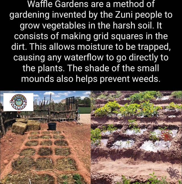 Waffle Gardens are a method of gardening invented by the Zuni people to