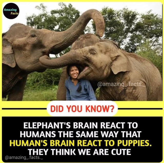 Amazing Bamazing_facts. DID YOU KNOW? ELEPHANT'S BRAIN REACT TO HUMANS