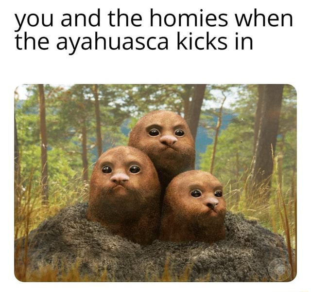You and the homies when the ayahuasca kicks in - iFunny