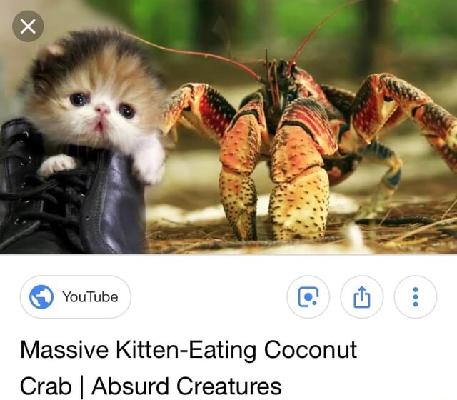Massive KittenEating Coconut Crab I Absurd Creatures iFunny