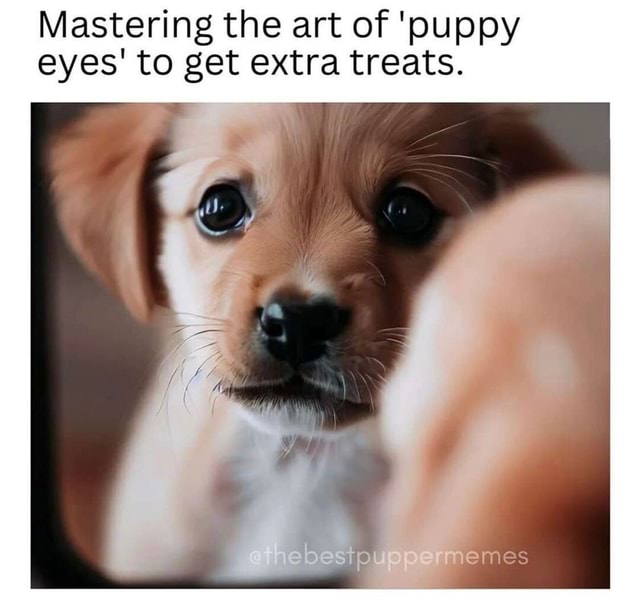 Hims face is just so…..💕😵‍💫😍 Source: The Best Pupper Memes