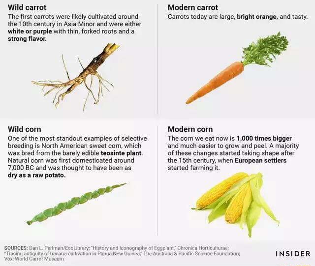 Wild carrot Modern carrot The first carrots were likely cultivated