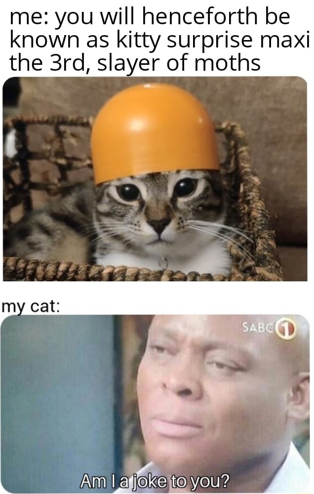 Me you will henceforth be known as kitty surprise maxi the slayer of