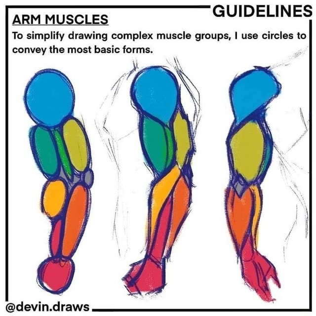 GUIDELINES To simplify drawing complex muscle groups, I use circles to ...