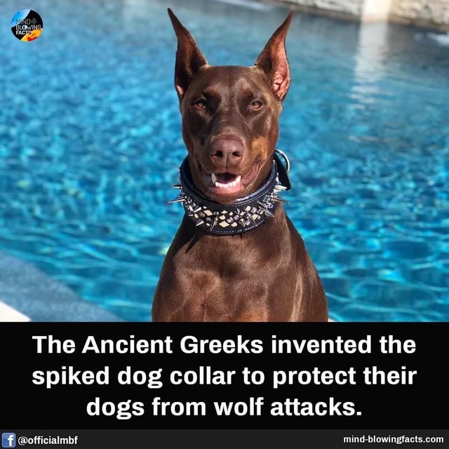 The Ancient Greeks invented the spiked dog collar to protect their dogs